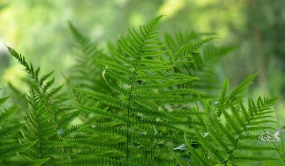 Как ухаживать за папоротниками разных видов в домашних условиях?