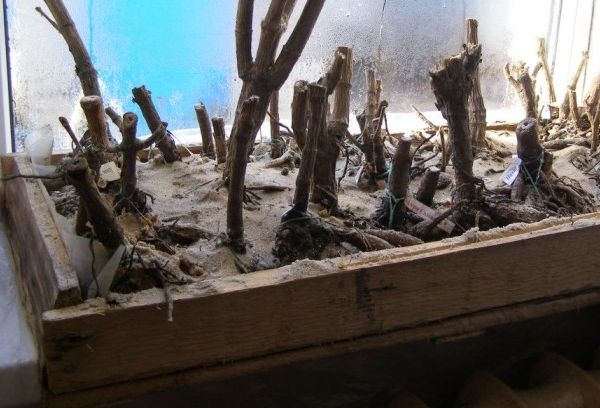 Как хранить георгины?