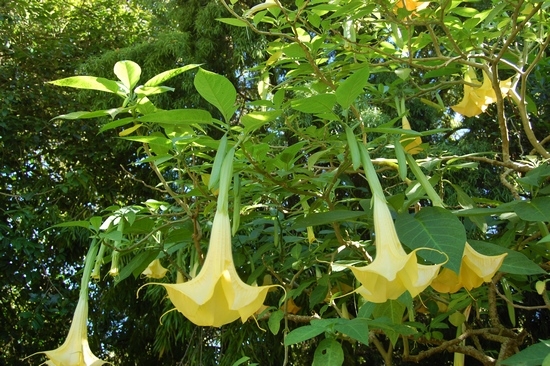 Бругмансия: посадка и уход в открытом грунте