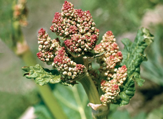 Ревень: выращивание