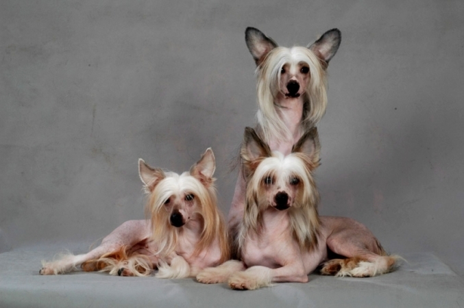 Собака китайская хохлатая