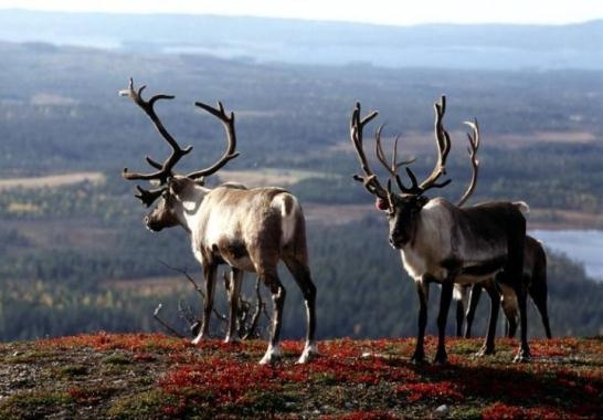 Олени в Финляндии