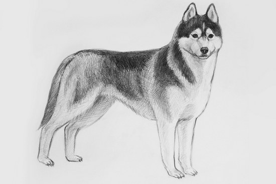 Как нарисовать собаку карандашом поэтапно для детей?