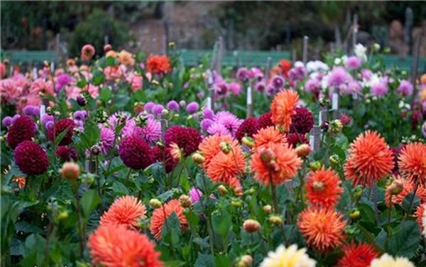 Как хранить георгины?