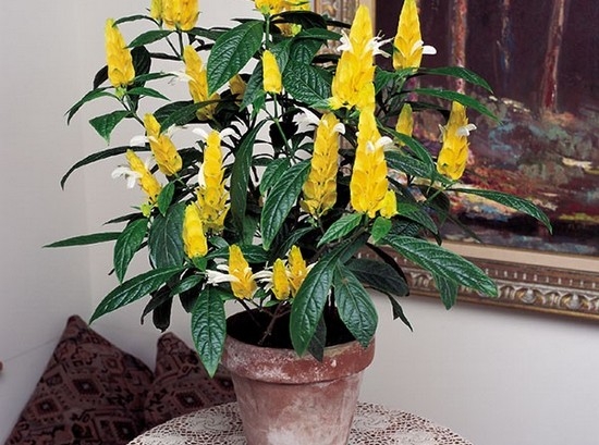 Пахистахис