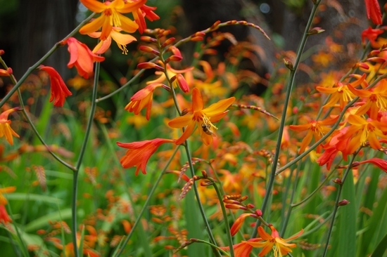 Крокосмия: посадка в открытый грунт