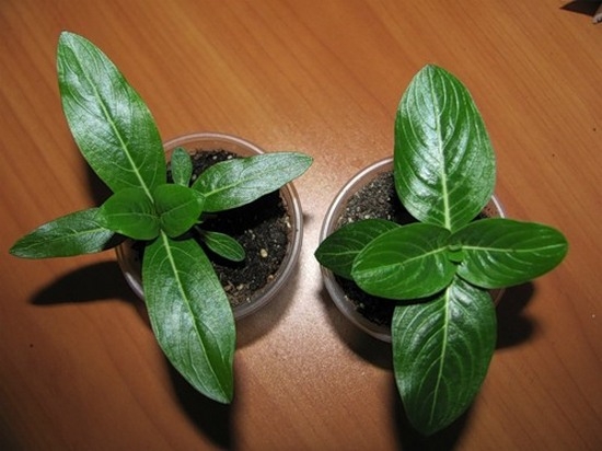 Ампельный катарантус: выращивание из семян в домашних условиях