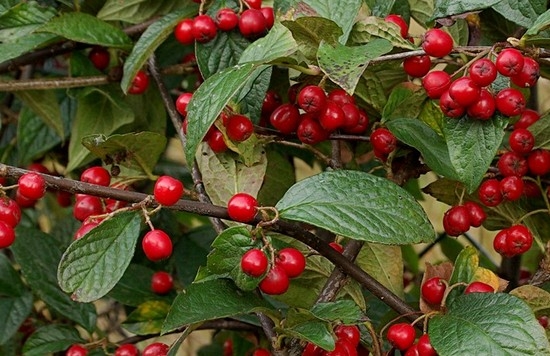 Какие существуют сорта ирги?