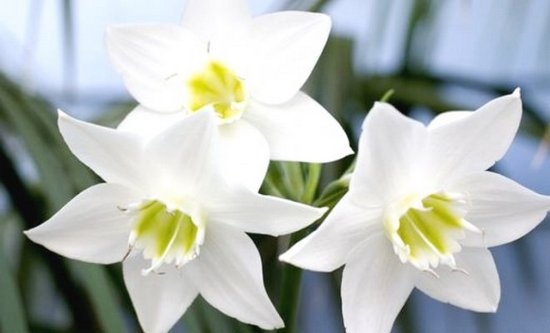 амазонская лилия