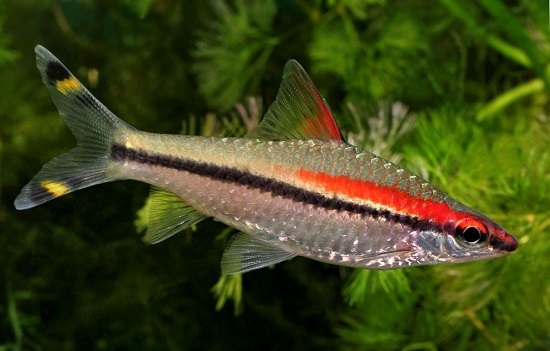 Барбус Денисони: содержание и особенности ухода