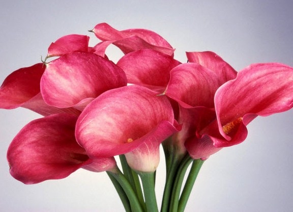 Как изменить цвет различных цветов?