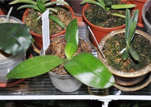 Фаленопсис после цветения