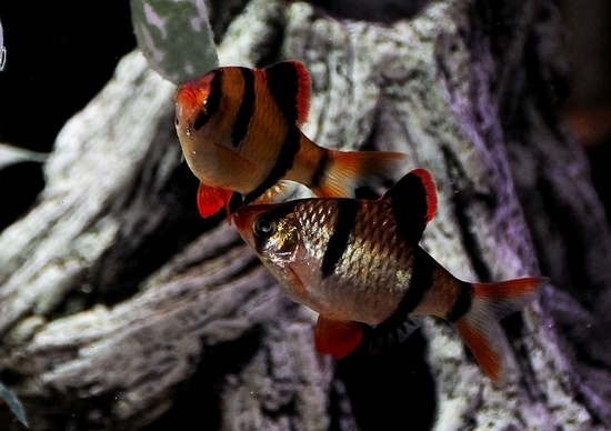 Барбус Суматранский