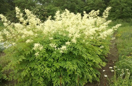 Бузинолистная роджерсия