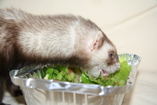 Чем кормить хорька