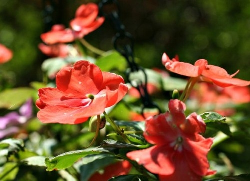 Выращивание бальзамина из семян