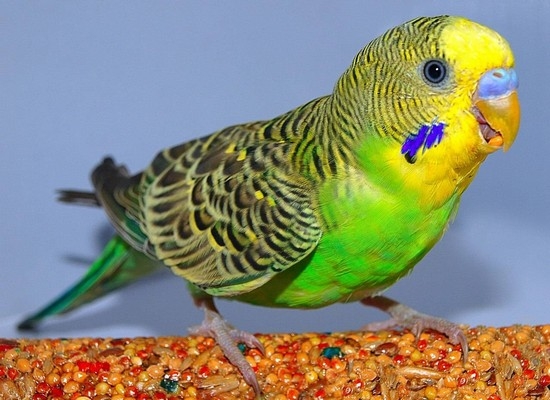 Меню волнистых попугайчиков