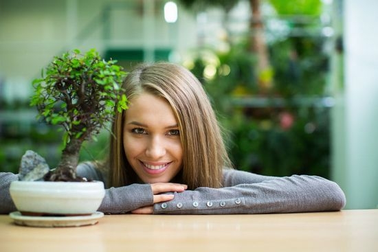 Как дома вырастить бонсай?