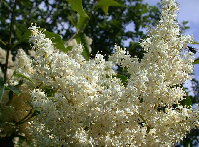 Сирень обыкновенная