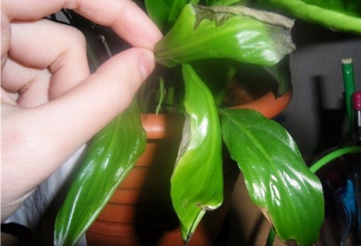 Спатифиллум: почему чернеют листья?