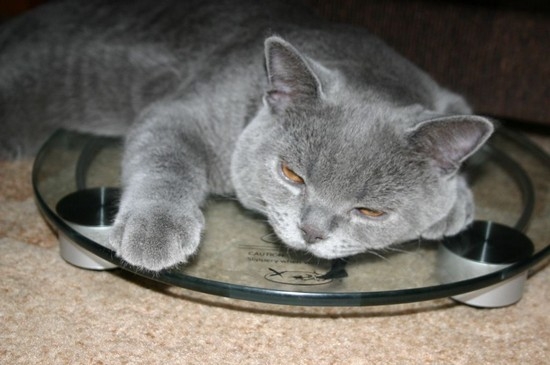 печеночная недостаточность влияет и на работу пищеварительного тракта