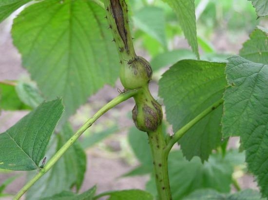 Болезни и вредители ежевики