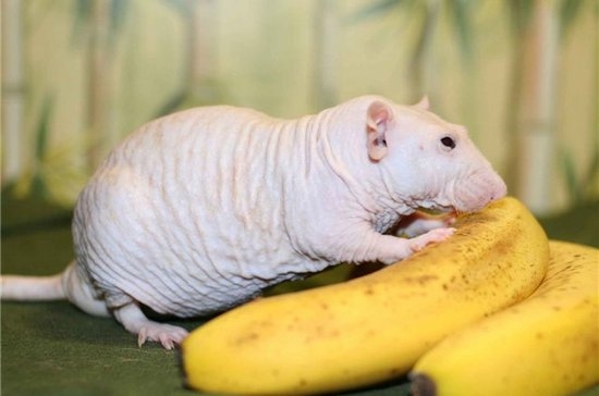 Декоративные крысы сфинкс