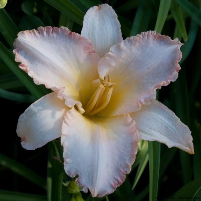 Лилейники: фото