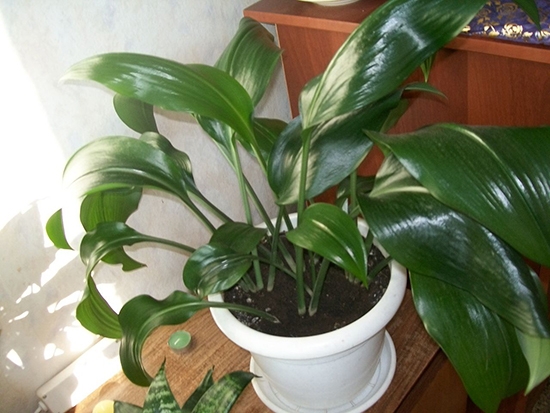 Чаще всего проблемы с цветением эухариса вызваны неправильным уходом за растением, и лишь 10-12%