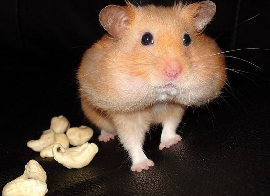 Как кормить хомяка в домашних условиях?