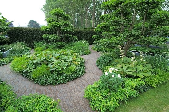 Посадка и уход за роджерсией в открытом грунте