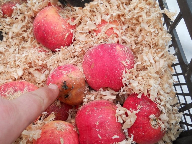 Как хранить яблоки?