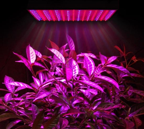 изготовить фитолампу не сложно, если придерживать вышесказанных советов