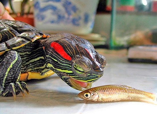Пища, содержащая белок и кальций для кормления красноухих черепах