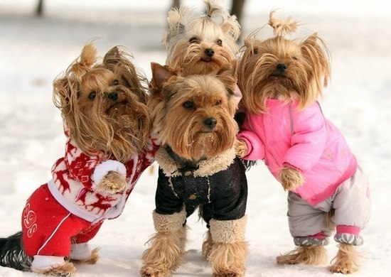 Йоркширский терьер