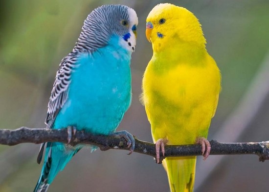 Волнистые попугайчики