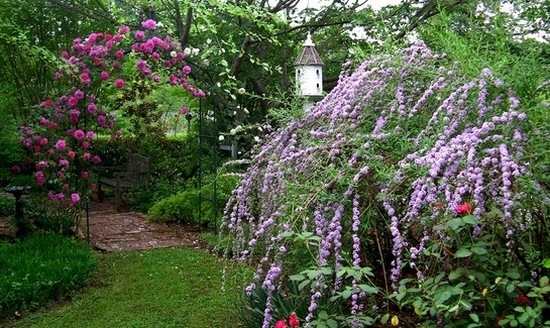 очереднолистная буддлея