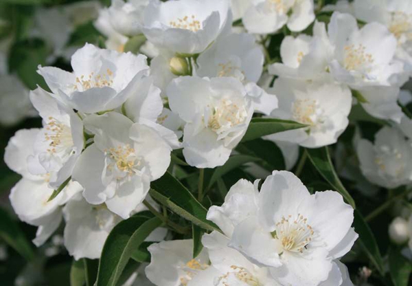 Чубушник: посадка и уход