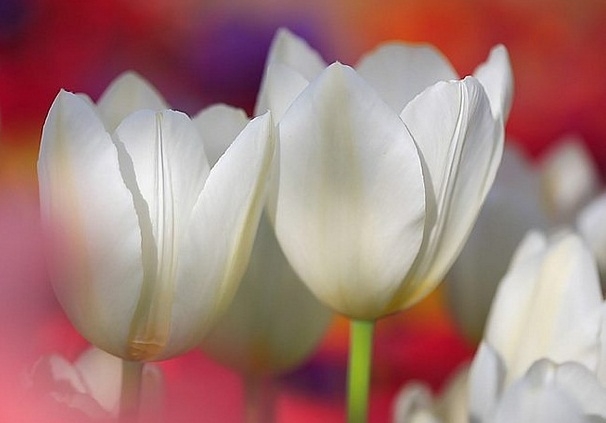 Вредители и болезни тюльпанов