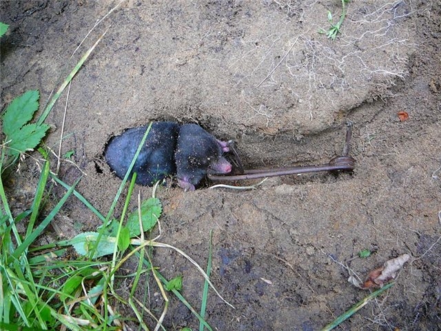 Борьба с кротами на огороде