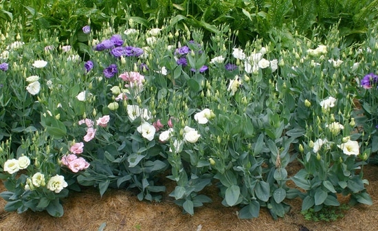 Пересадка растения, уход в домашних условиях