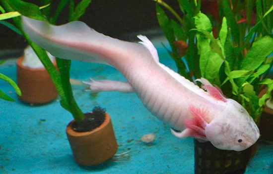 В грунт (песок или гравий) высаживаются водные аквариумные растения