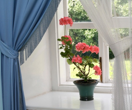 Особенности ухода за геранью в домашних условиях