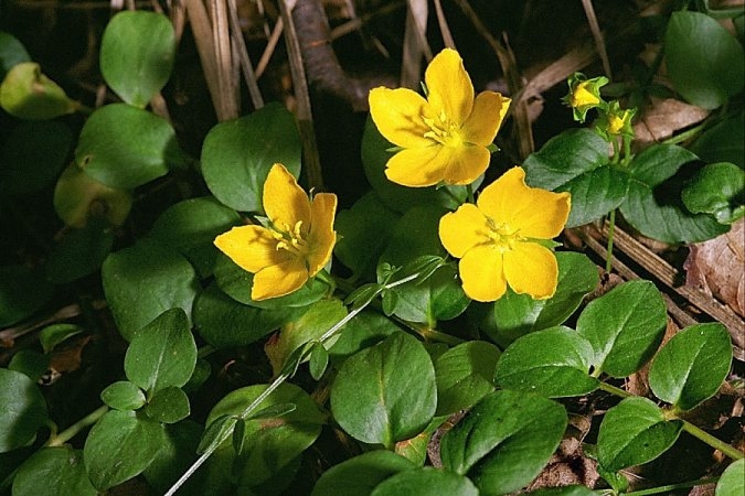 Вербейник: посадка и уход