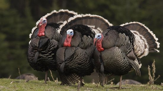 Индюки: разведение в домашних условиях