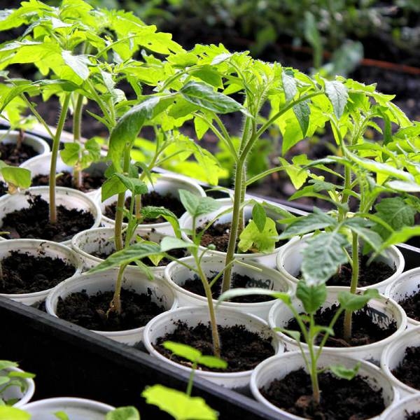 Когда пересаживать помидоры?