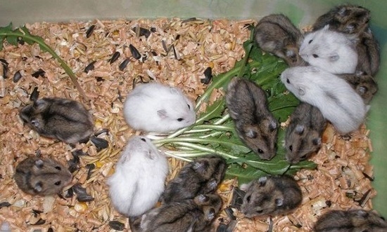 Особенности питания сирийских и джунгарских хомяков