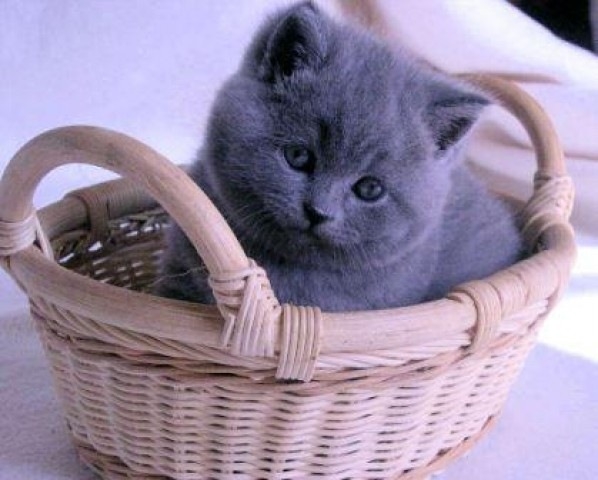 Кошачьи имена для девочек