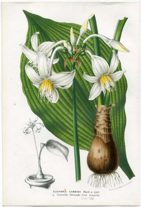 амазонская лилия