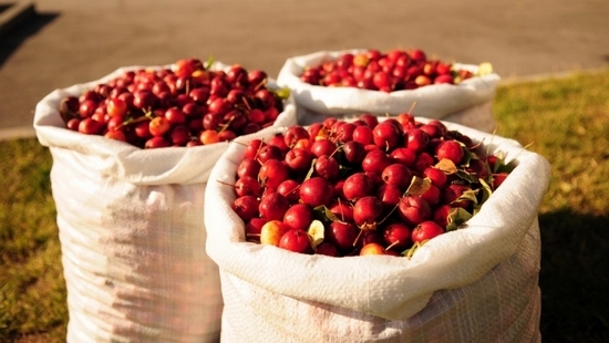 Компот из ранеток